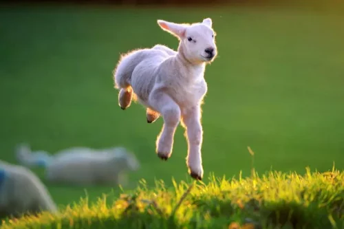 spring-lamb