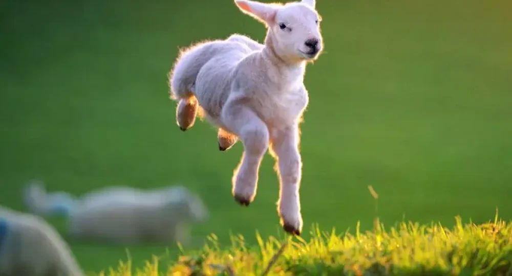 spring-lamb